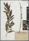 Foto von Salix purpurea L. x Salix viminalis L.